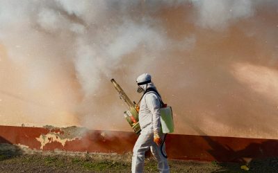 Pest Contamination Cleaning After Rodents or Birds
